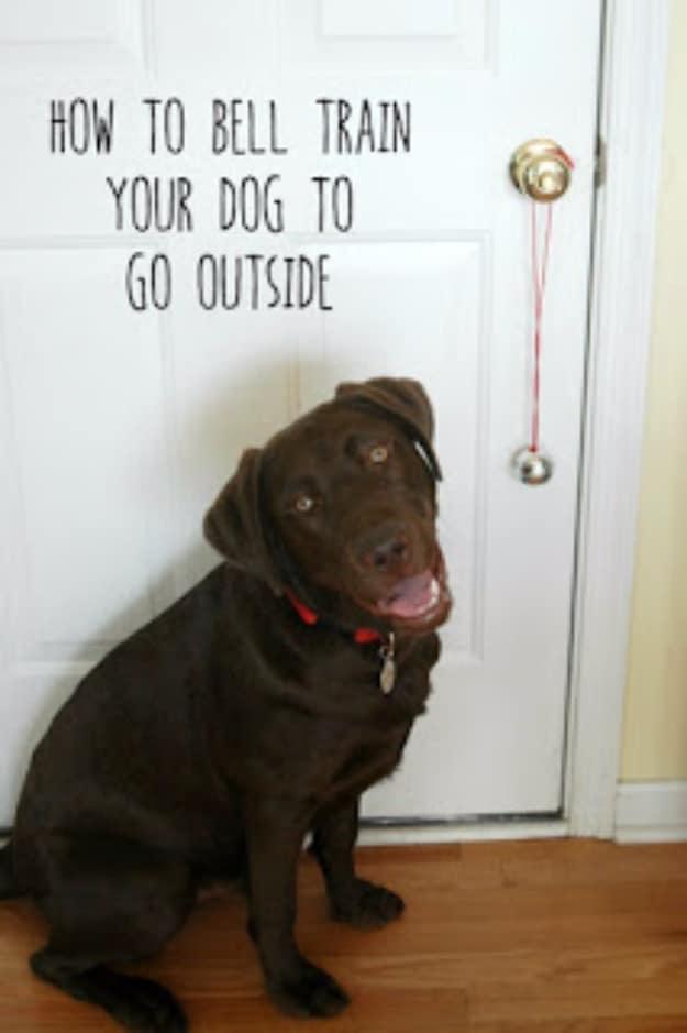Photo titled How To Bell Train Your Dog To Go Outside over a chocolate labrador sitting at a white door with a bell