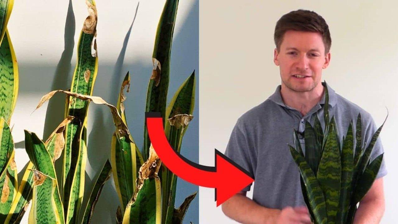 Is Your Snake Plant Dying? Top 3 Ways to Save It