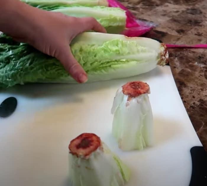Grow lettuce from a supermarket cutting