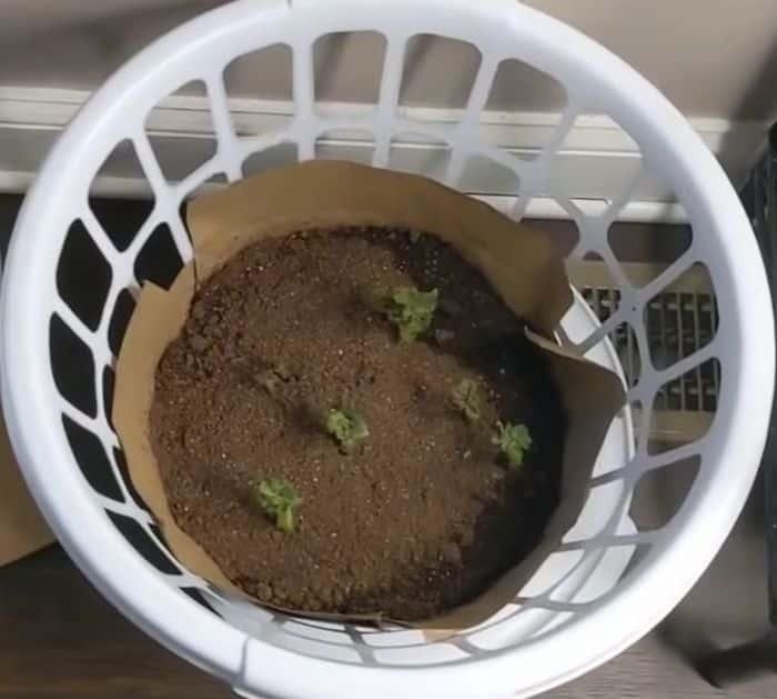 Planting Tips And Tricks