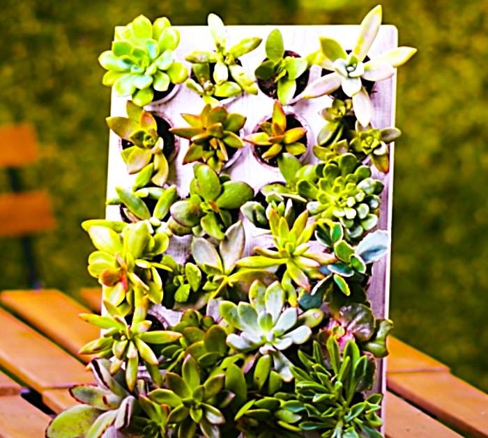 Use Krong Coffee Plastic To Make A Succulent Planter