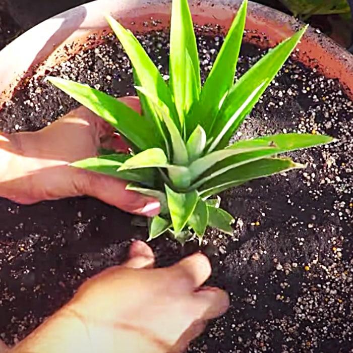 How To Grow Pineapples In Containers - Easy Way To Grow Pineapple Tops - How To Regrow A Pineapple From A Pineapple Top