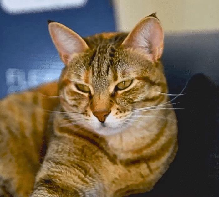 How to Get Rid of Cat Litter Smell