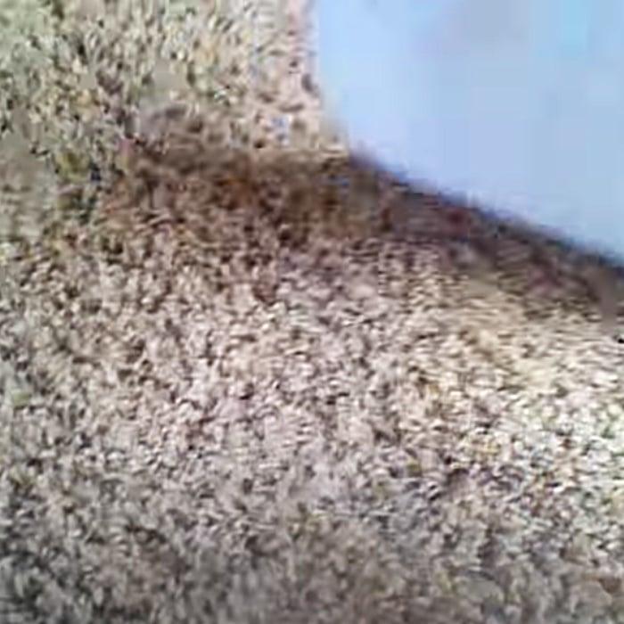 Easy Ways To Clean Carpet - How To Clean Stains From Carpet - Remove Stains With Peroxide And A Steam Iron