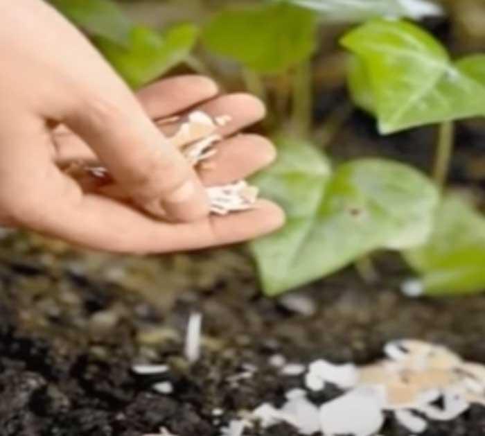 Use Egg Shells For Gardening - Gardening Hacks