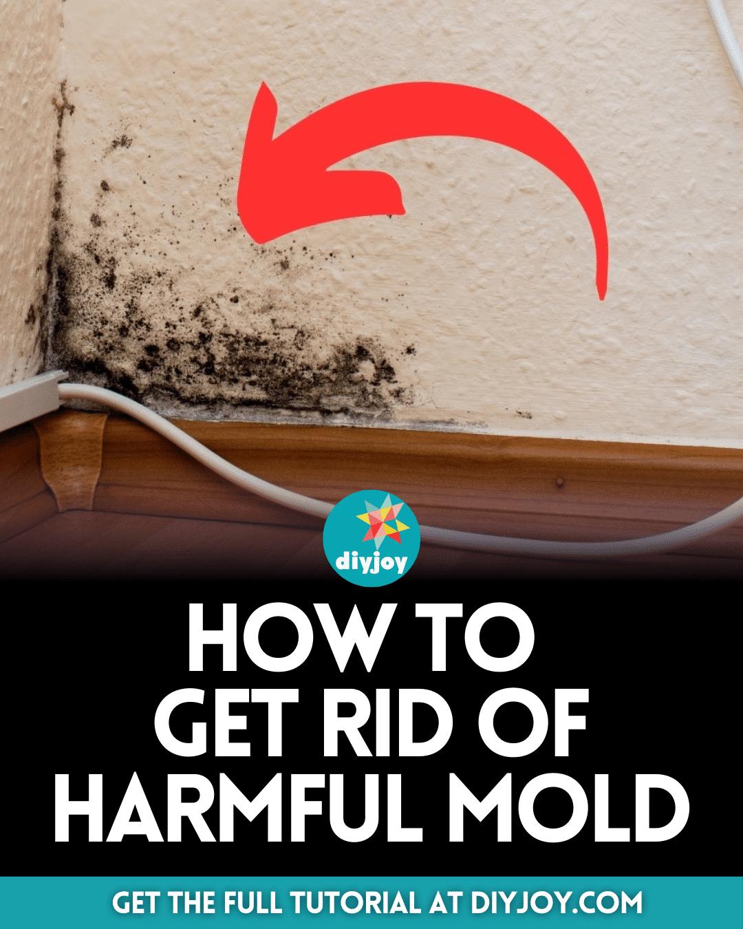 How to Get Rid of Harmful Mold