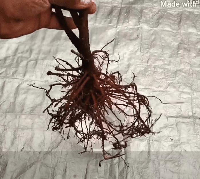 How to Revive Any Dying Plant in 3 Easy Steps Solution