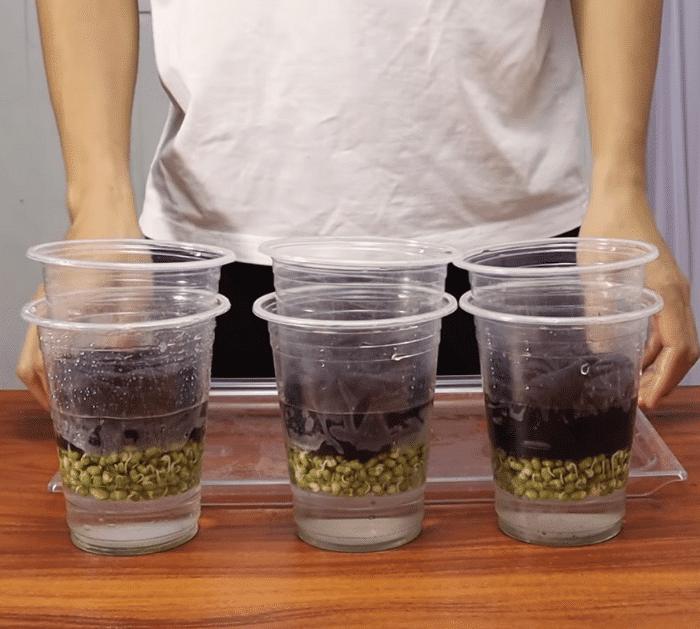 How to Grow Bean Sprouts in Plastic Cups Tutorial
