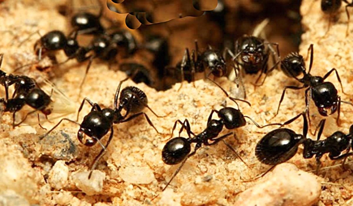 How To Get Rid Of Outdoor Ants
