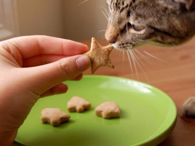 Pet-Approved Recipe for Cats, a budget friendly way to keep treats on hand and a project worth repeating