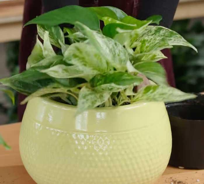 Houseplants Repotting - Indoor Houseplants