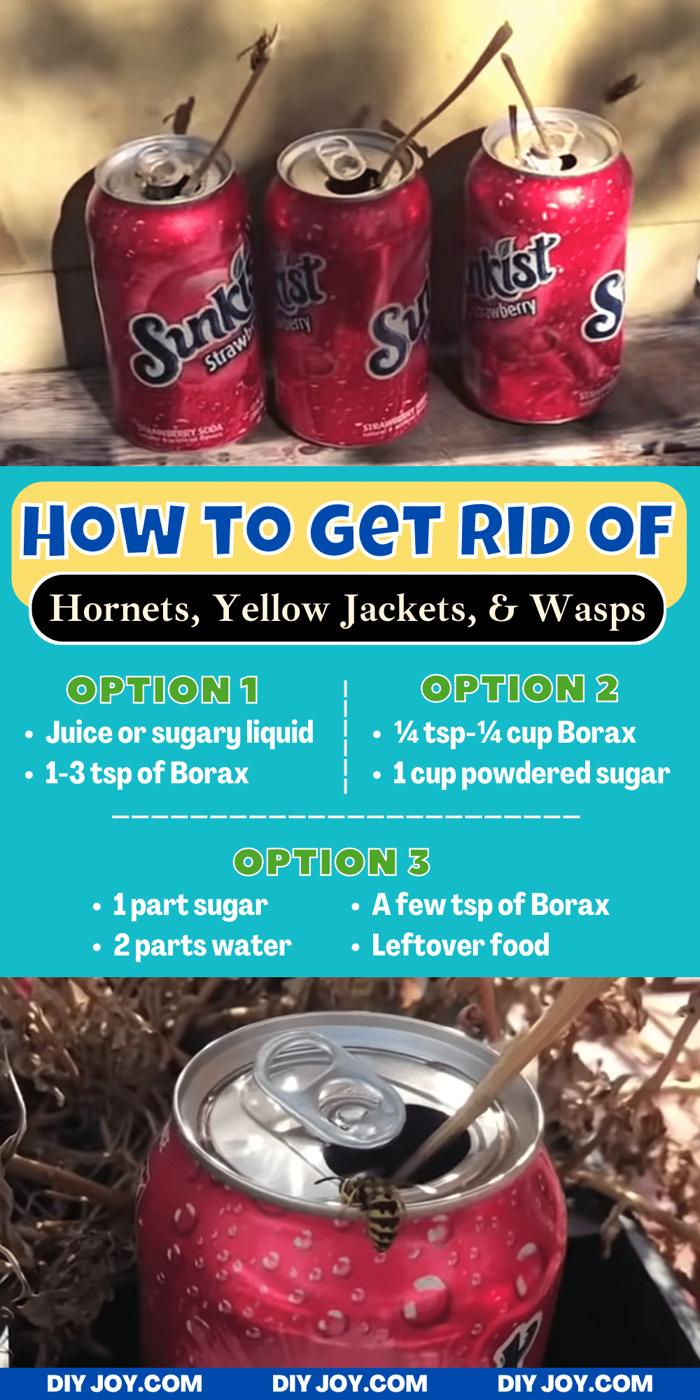 How to get rid of hornets, yellow jackets and wasps at home with a simple borax and powdered sugar mixture