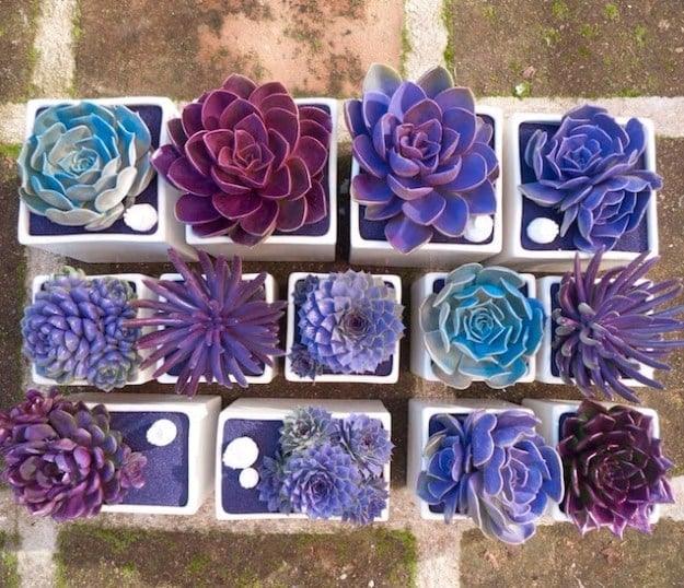 DIY Galaxy Succulents, one of the best succulent craft ideas on this list and perfect for the season