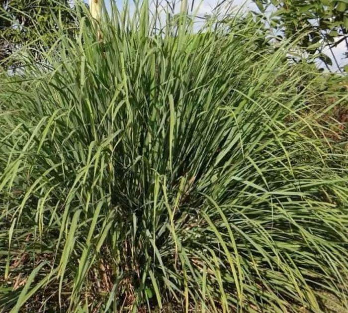 10 Plants That Repel Mosquitoes