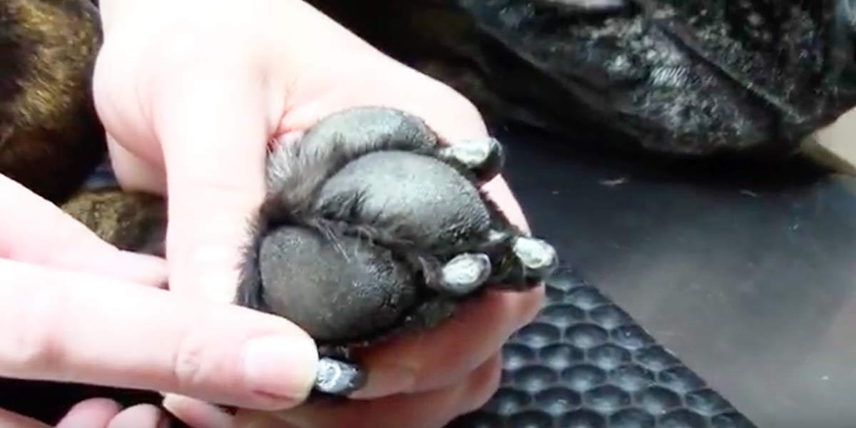 Most Of Us Are Afraid To Trim Our Pets Nails And This Vet Shows How To Safely Do This!