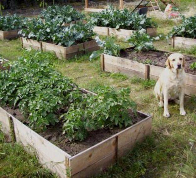 $10 Cedar Raised Garden Beds, one of the best raised garden bed ideas on this list and an affordable way to try something new