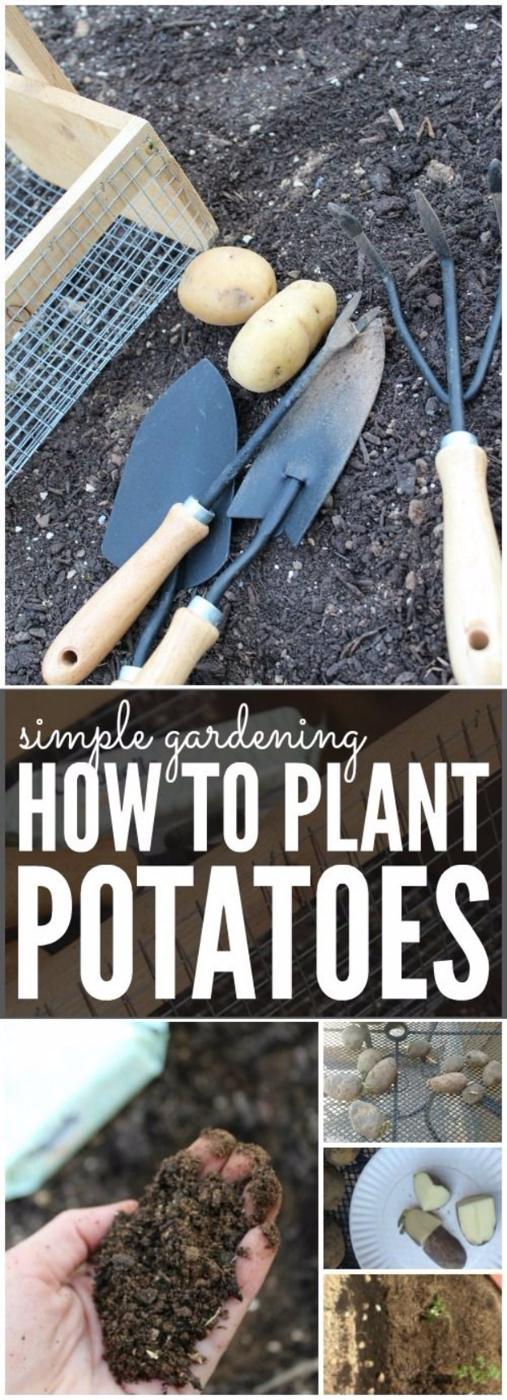 Planting Potatoes For Spring, flexible enough for a compact city sized lot and a yard that neighbors actually stop to notice