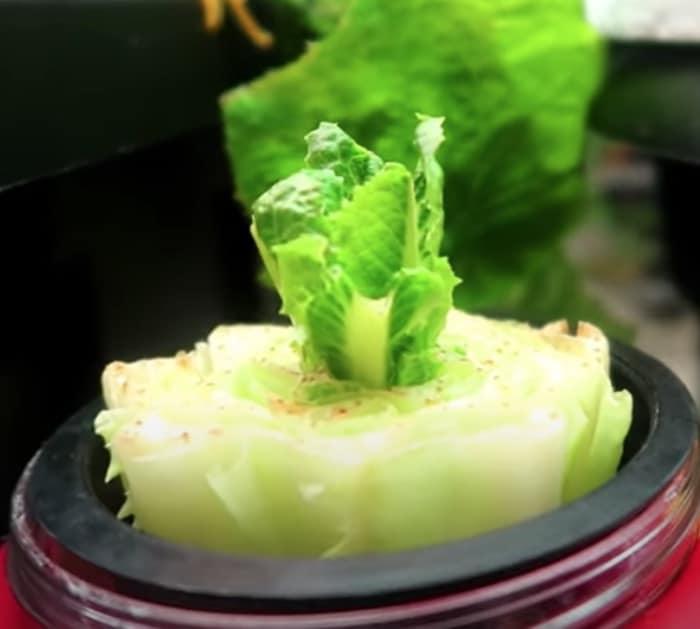 Grow a new lettuce from the old lettuce