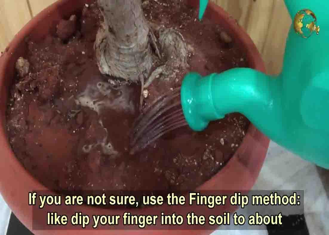 Reduce the frequency of watering the plants during the winter season