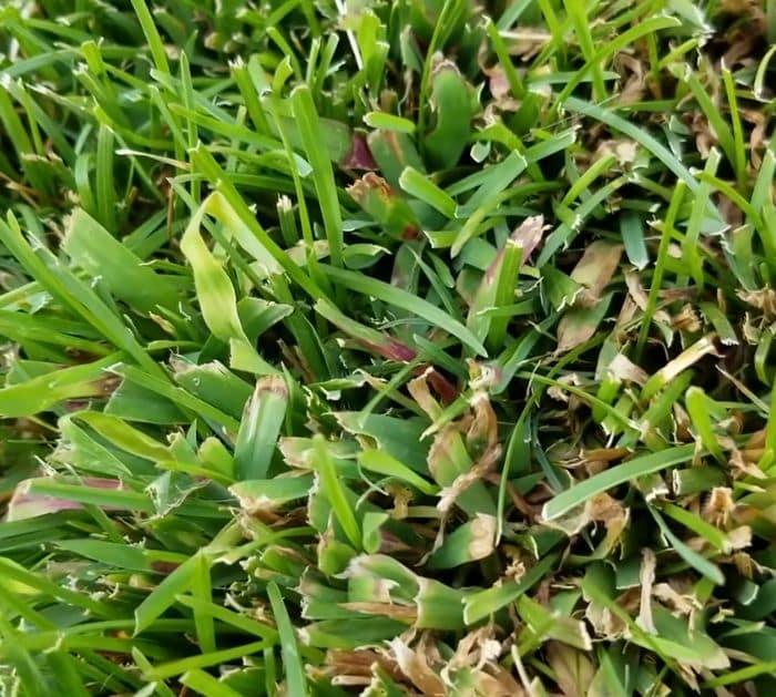 How to Kill Crabgrass DIY Prevent
