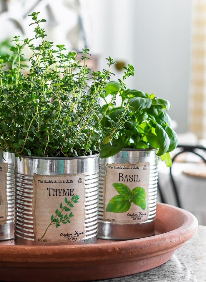 Three tin cans with vintage style thyme and basil labels planted with fresh herbs on a terracotta saucer
