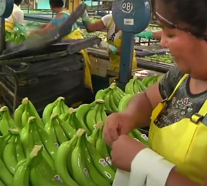 how to keep bananas fresh longer