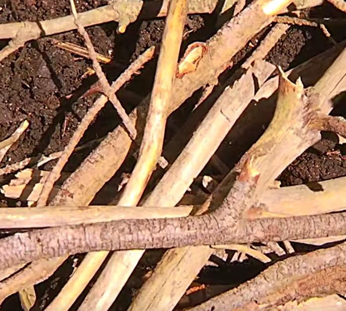 Make compost with tree branches and vegetable scraps