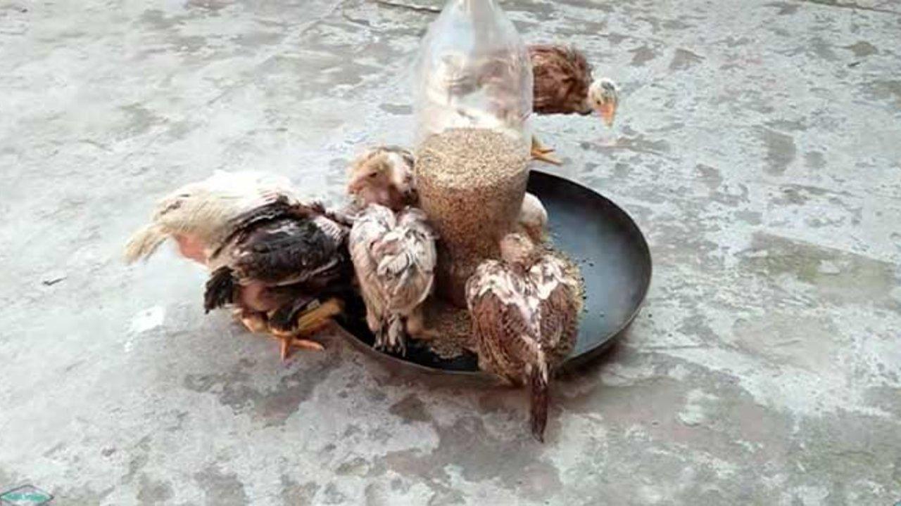 DIY Bird Feeder For Under $5