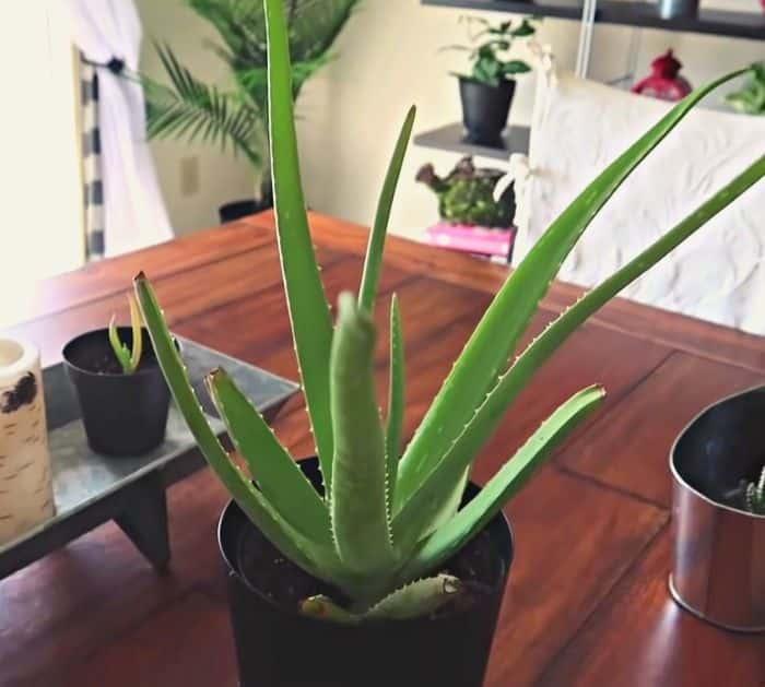 Reviving Aloe Vera Plant Trick