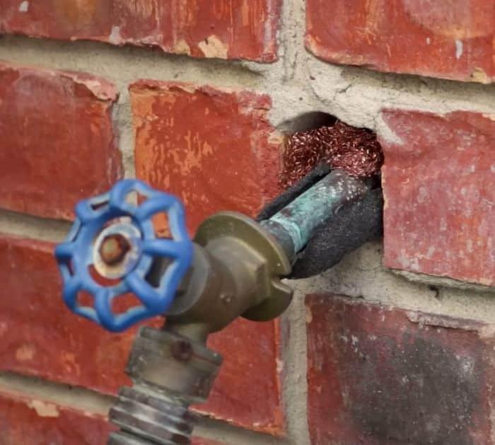 How to Get Rid of Rats Outside the House