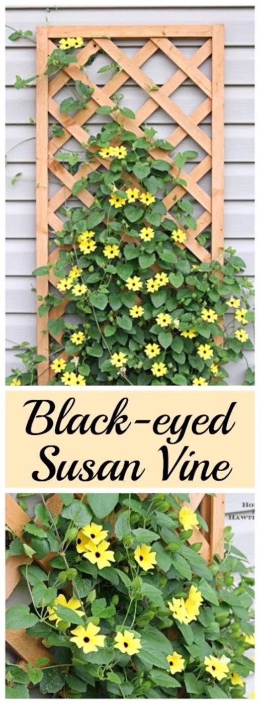 DIY curb appeal trellis covered in yellow black eyed susan vine flowers climbing a wood lattice panel on house siding