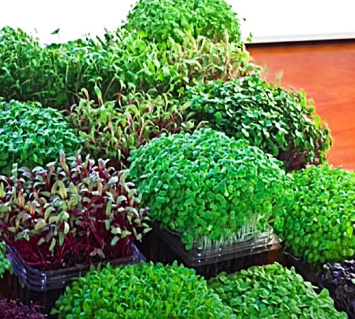 How To Grow Microgreens In An Apartment Window Sill