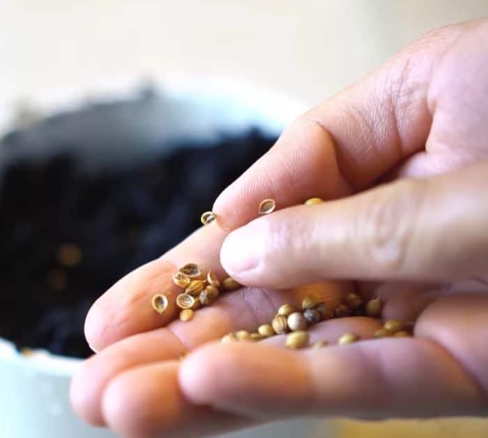 Easy Herbs to Grow Indoors