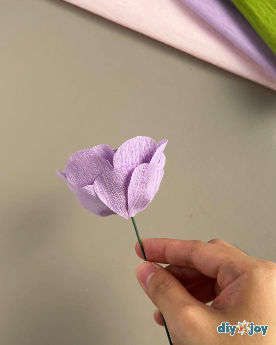 Paper Ranunculus — covering the bottom