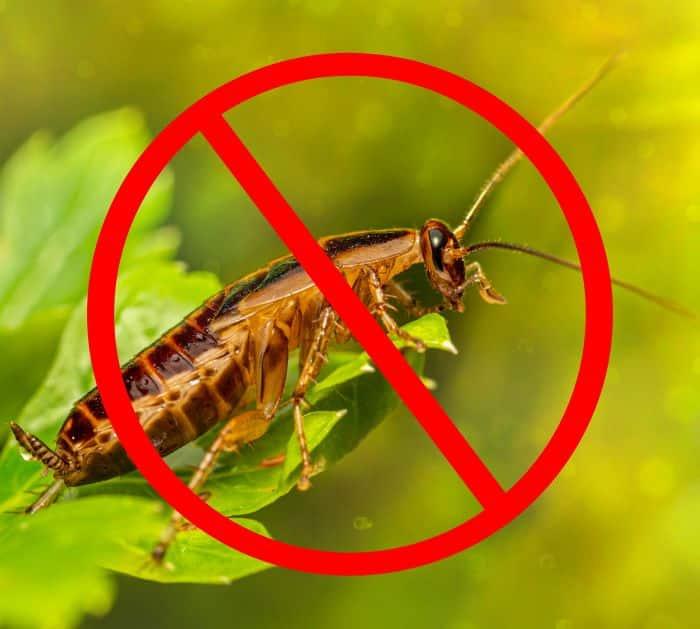 Easy Way to Get Rid of Cockroaches for Good