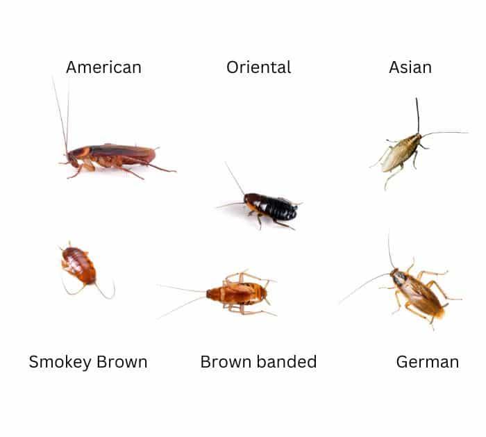 How to Get Rid of Cockroaches Types