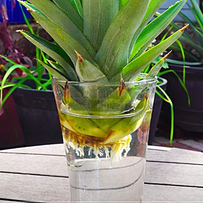 Grow Food At Home - How To Grow Pineapples - Easy Fruit Garden Ideas