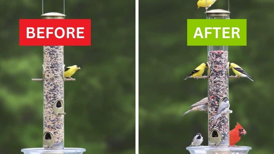 Why Aren’t Birds Coming to Your Feeder