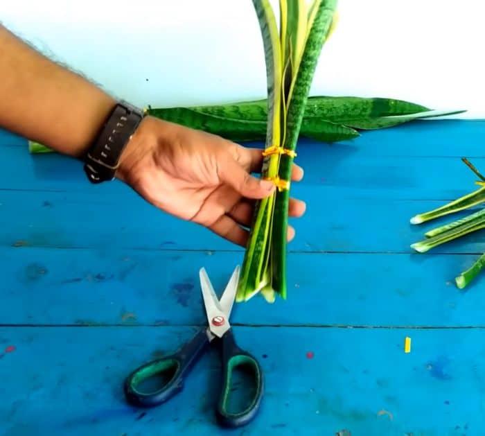How to Grow Snake Plants in Water Steps
