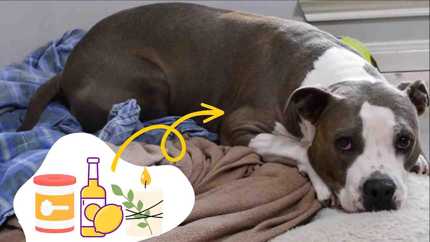 How To Make Your House Smell Good With Dogs