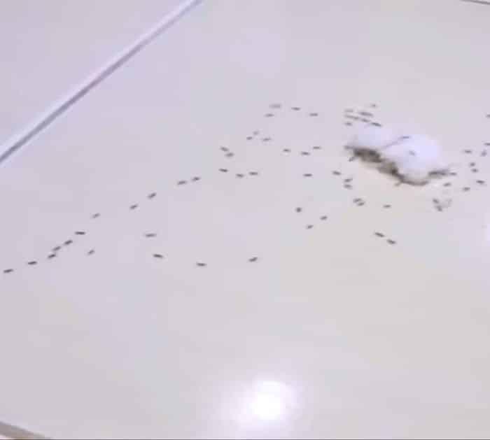How to Find an Ant Nest