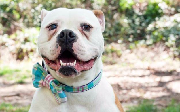 A tiny bow tie in navy printed cotton slipped onto a dog collar, sewn from a palm sized piece of fabric you already own