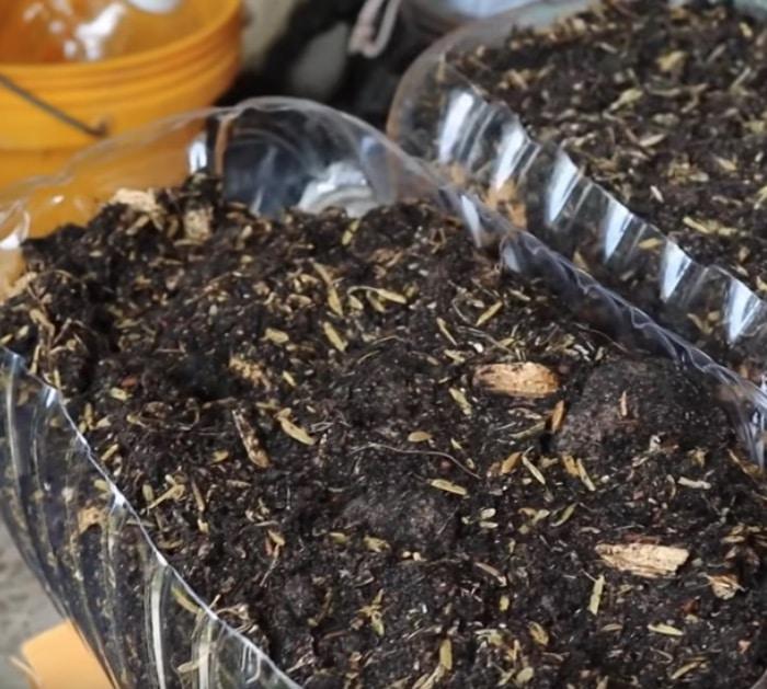 Learn to grow plants in recycled plastic bottles