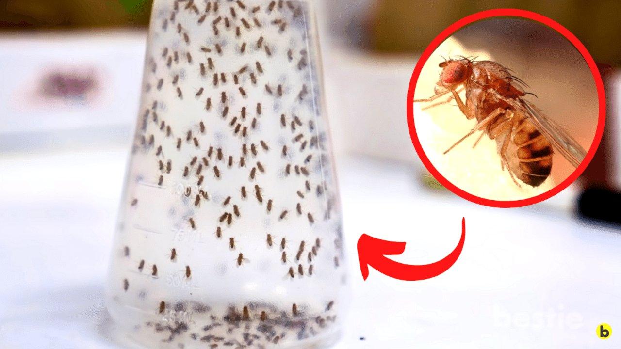 8 Effective Ways To Permanently Get Rid of Fruit Flies