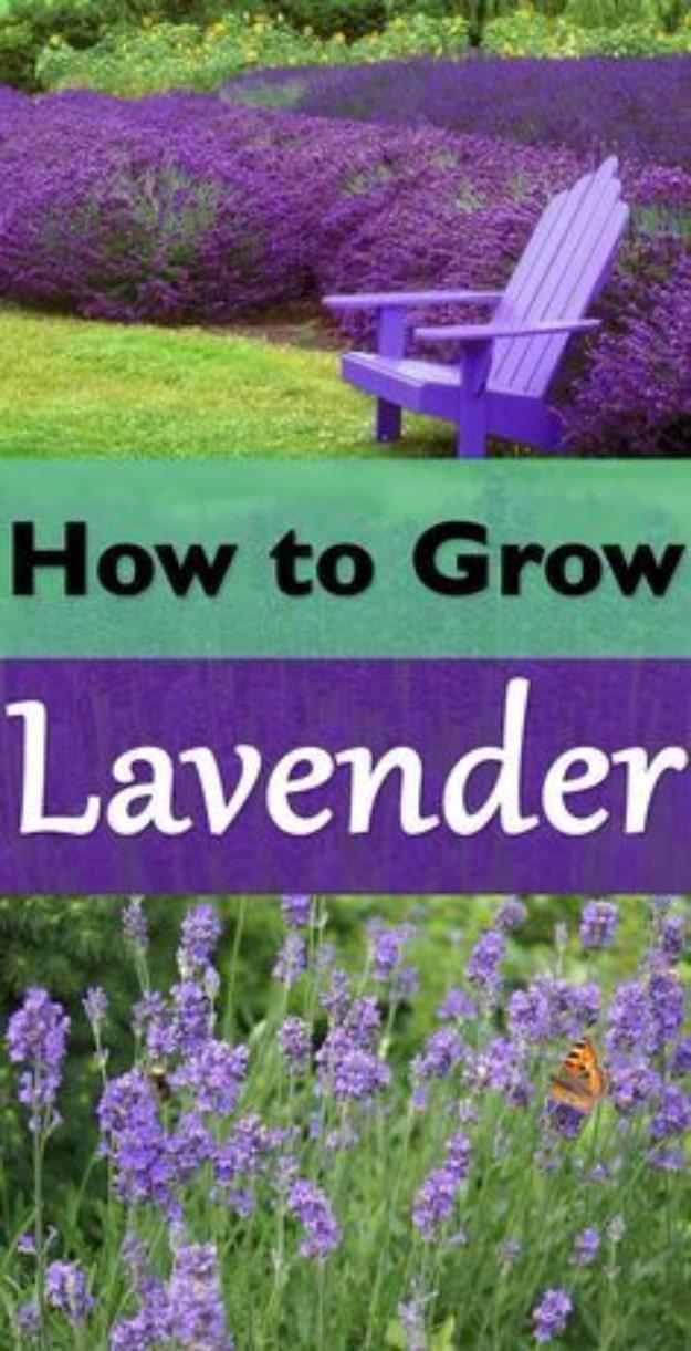 Two part graphic titled How to Grow Lavender, a purple chair beside a lavender bed and lavender spikes with a butterfly