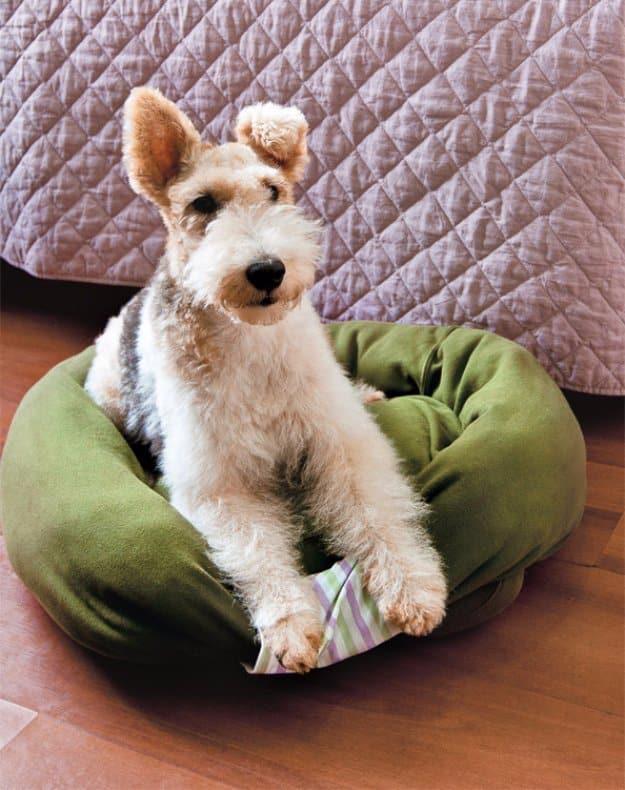 DIY Sweatshirt Dog Bed, a cozy pet nook, quick enough to pull off on a lazy weekend and a centerpiece that gets noticed first