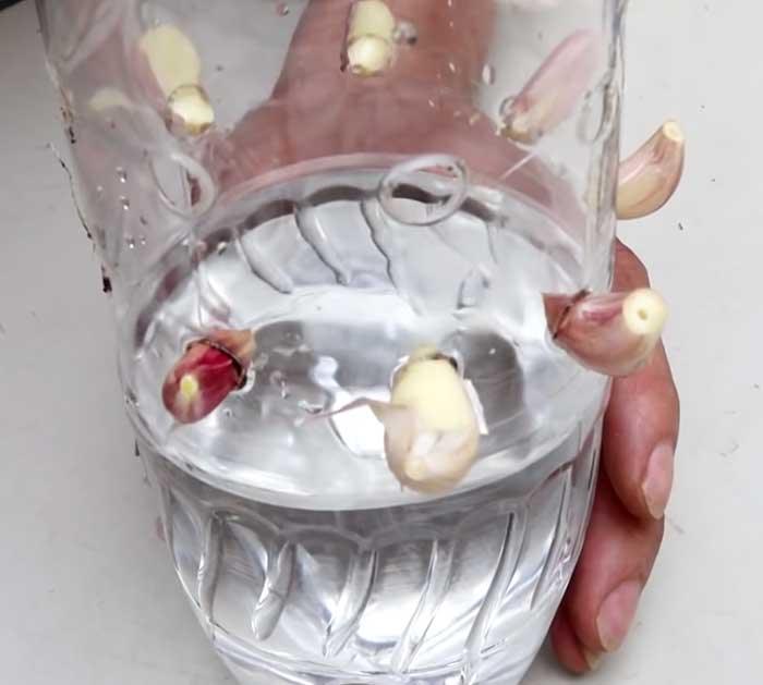 Garlic In A Bottle - Gardening Hacks