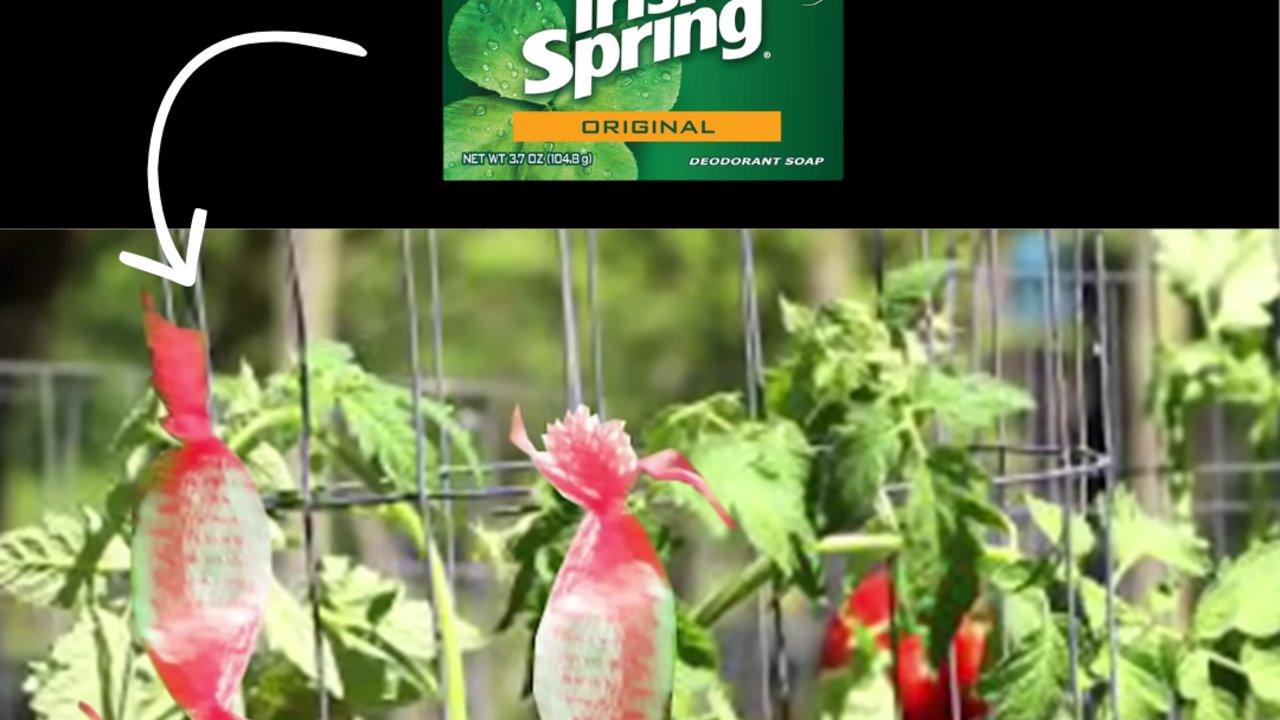 Irish Spring Soap Keeps Critters Out of the Yard and Garden