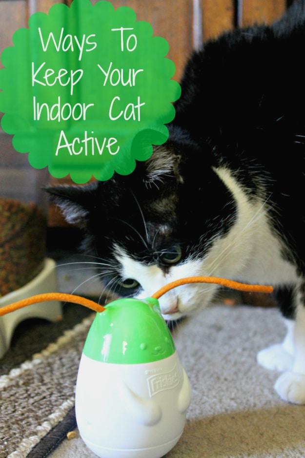 4 Ways To Keep Your Indoor Cat Active, easy to redo the next time it is needed and a small fix with a surprisingly big payoff