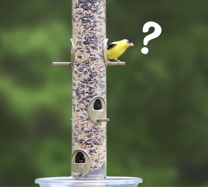 Why won't birds come to my feeder